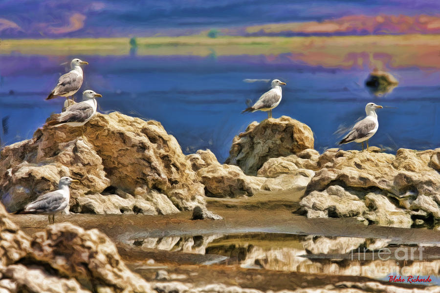 Black Point Seagulls Mono Lake Photograph by Blake Richards
