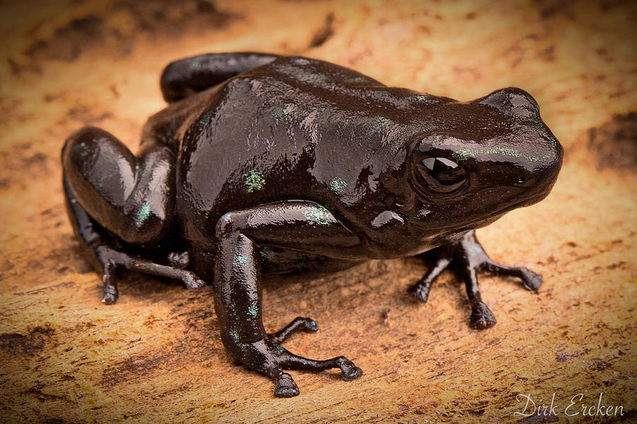 Frog Photograph - Black Poison Arrow Frog by Dirk Ercken