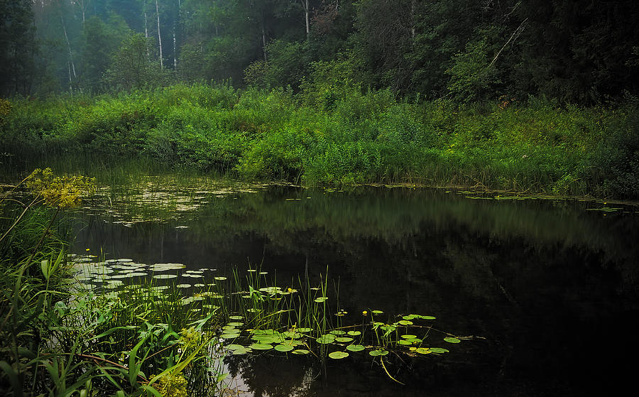 Black Pond Photograph by Jenny Rainbow