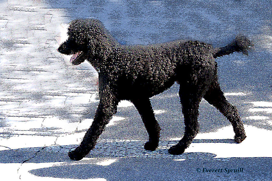 Black Poodle Photograph by Everett Spruill