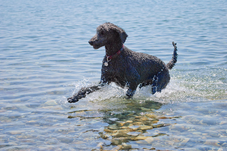 Black Poodle Playing In The Sea Photograph