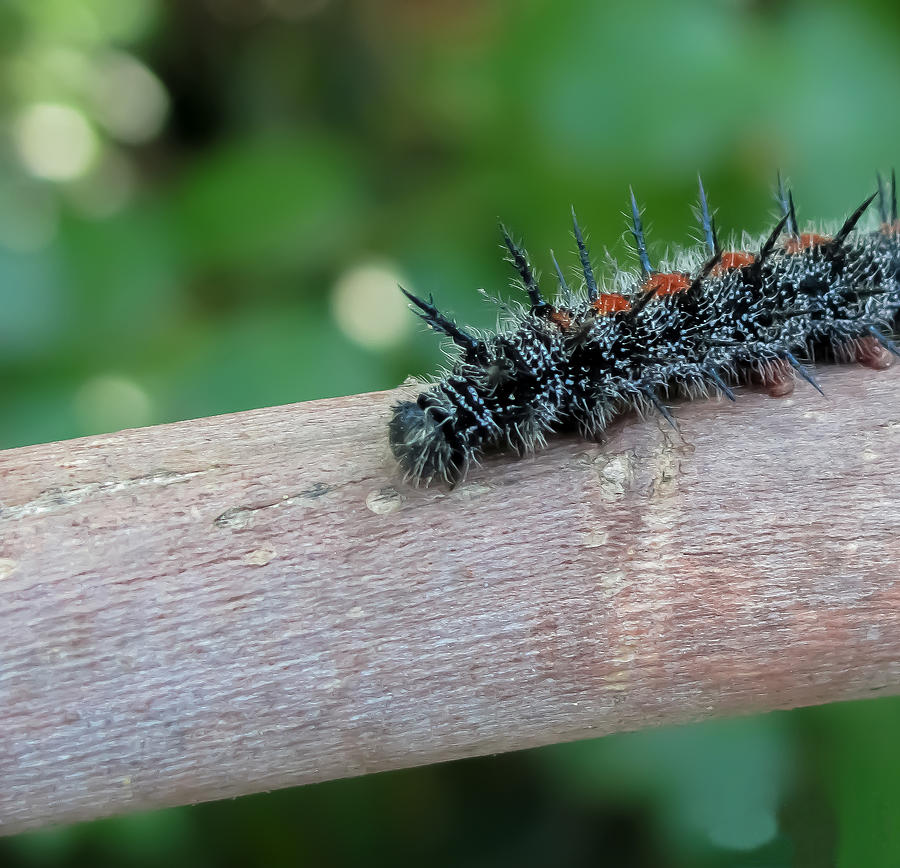 Black prickly Caterpillar Photograph by Stephen Hess