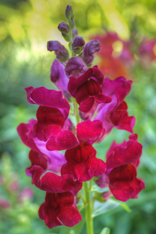 Black Prince Snapdragons Ii Photograph By Danny Mongosa Fine Art America