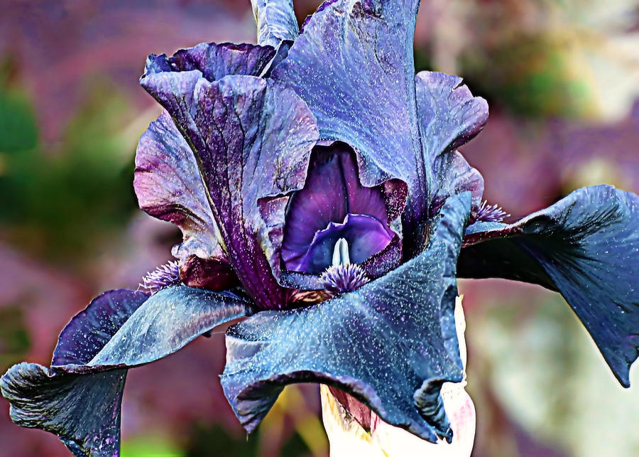 Black Purple Iris Photograph by Janice Drew