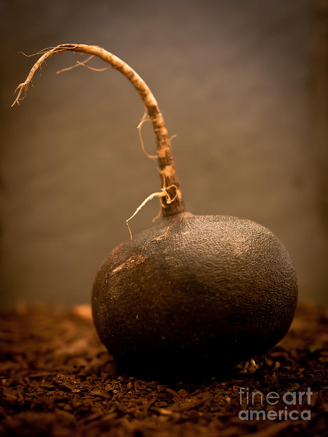 Black Radish Portrait by Patricia Bainter Black Radish Portrait by Patricia Bainter
