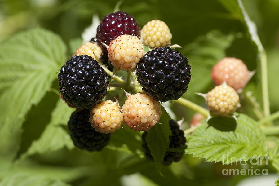 Black Raspberries Photograph by Steven Ralser