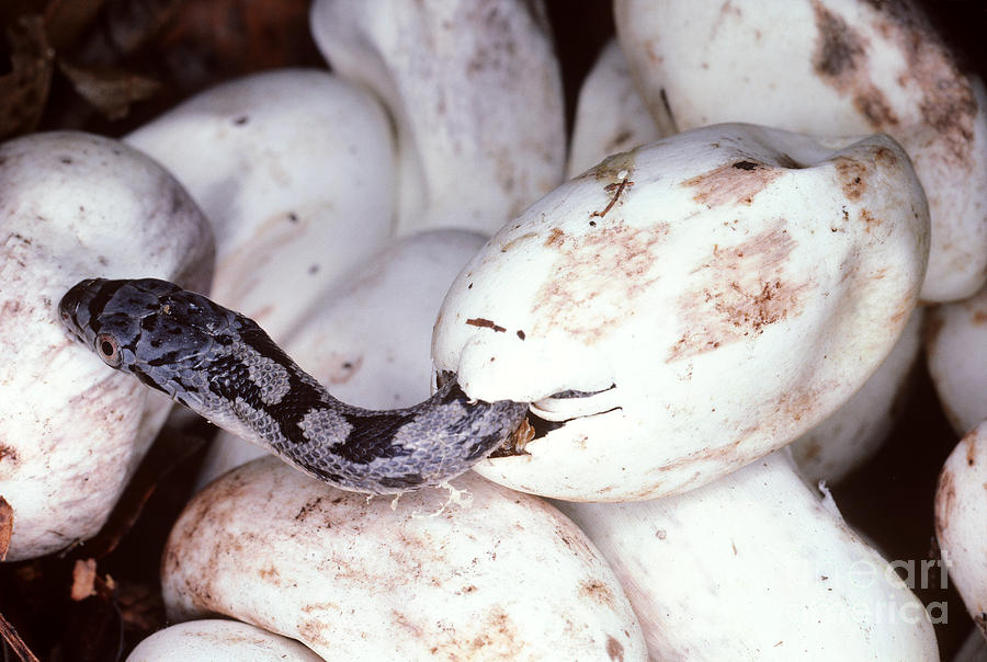 Black Rat Snake Photograph by Millard H. Sharp