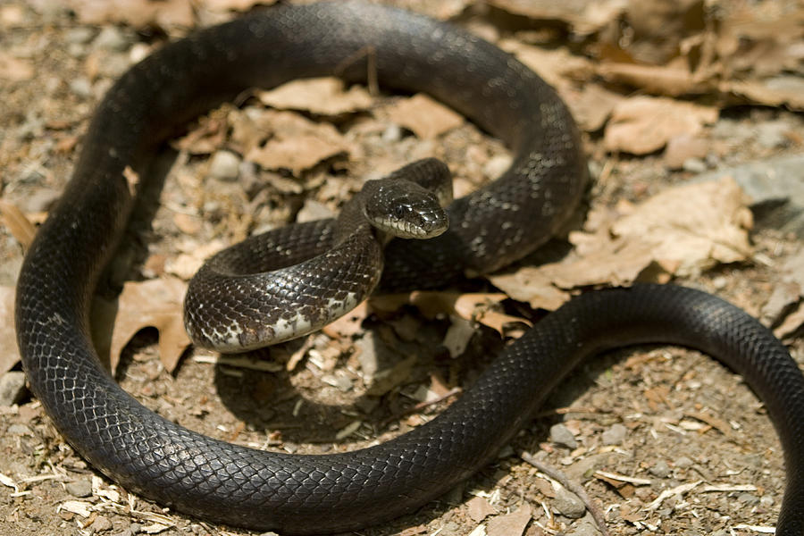 Black Rat Snake Photograph by Paul Whitten