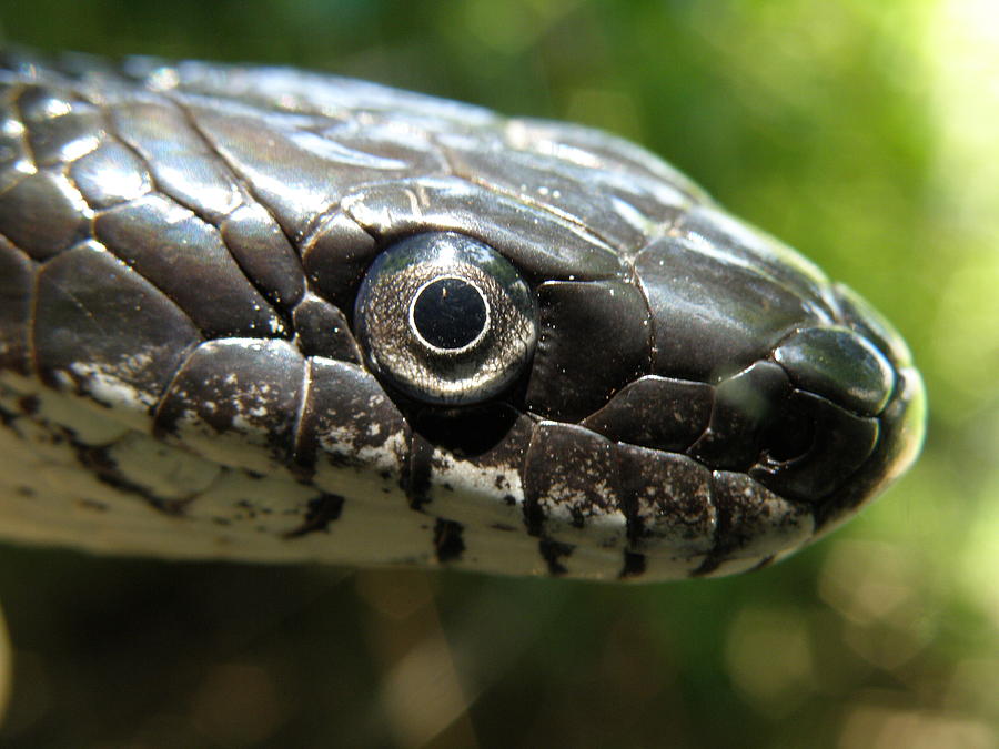 Black Rat Snake Portrait Photograph by Tina Camacho - Fine Art America