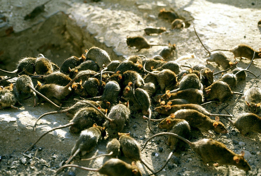 Black Rats Photograph by John Downer