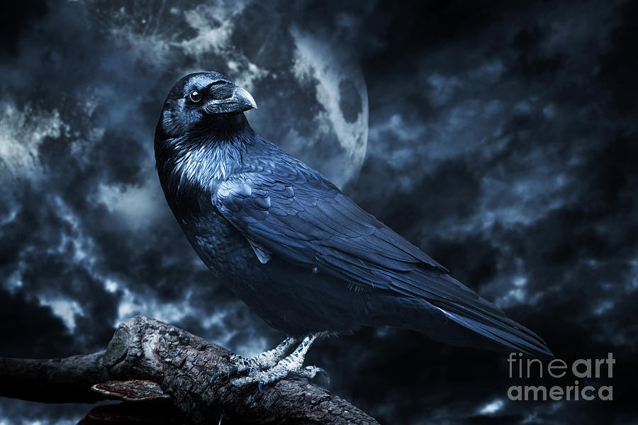 Black Raven In Moonlight Perched On Tree Photograph