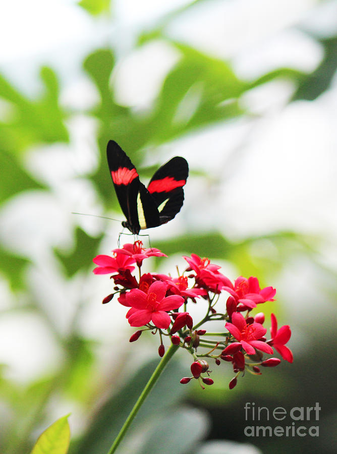 Butterfly Photograph - Black Red with Yellow Butterfly  by Beauty Balance Design
