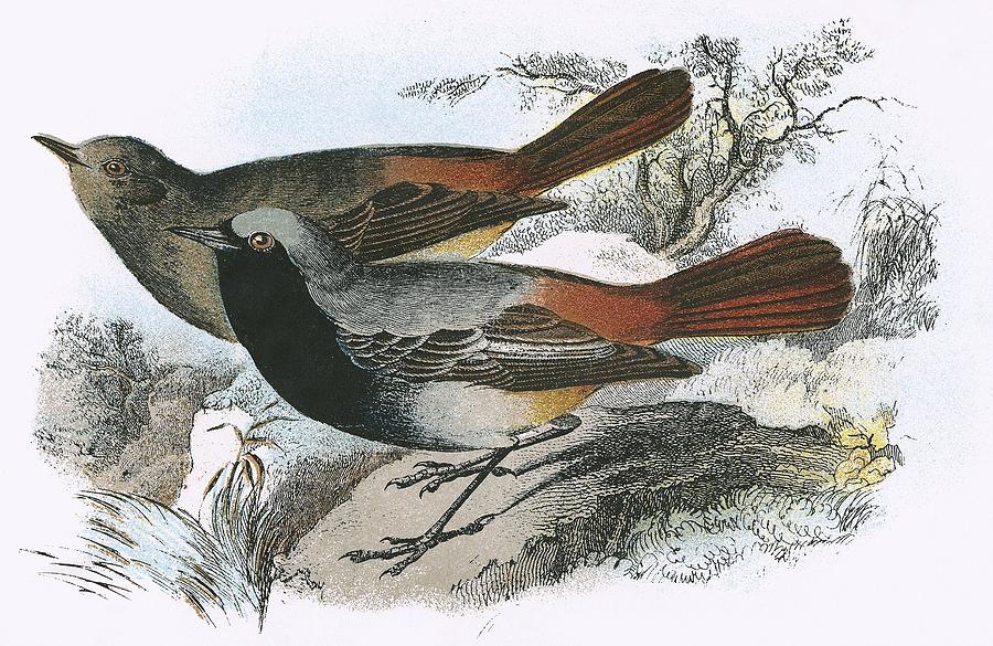 Bird Photograph - Black Redstart by English School