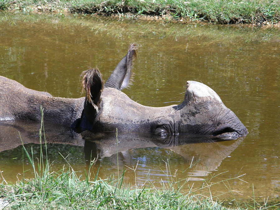 Black Rhino Photograph by Caryl J Bohn