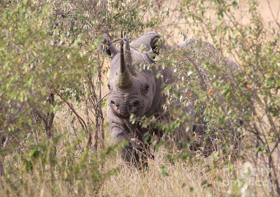 Rhinocerus Photograph - Black Rhino  by Chris Scroggins