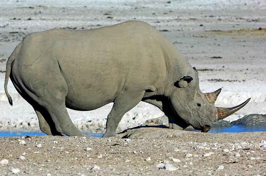 Black Rhino Drinking Photograph by Tony Camacho/science Photo Library