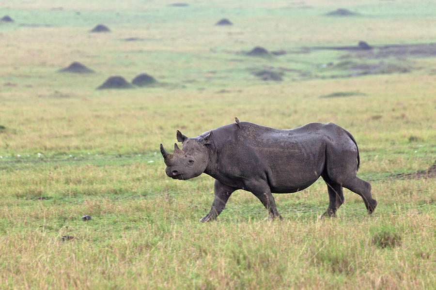 Black Rhino, Maasai Mara, Kenya Photograph by Adam Jones