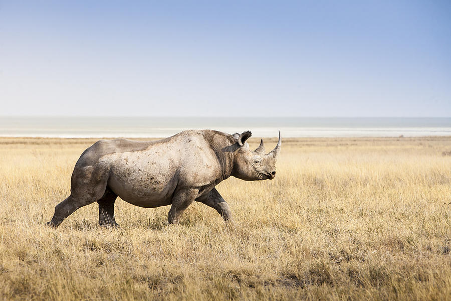 Black rhino Photograph by Manuel ROMARIS