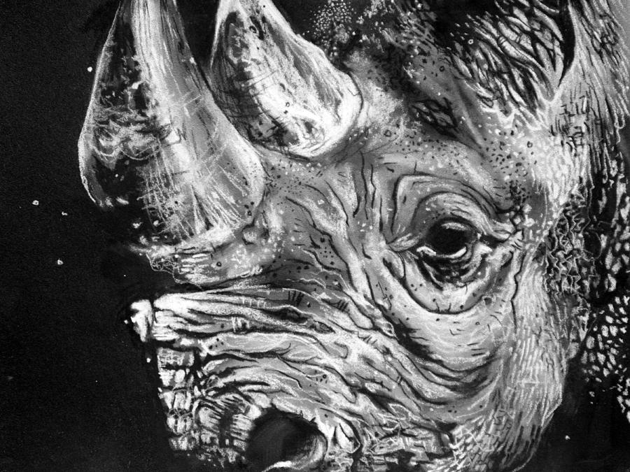 black rhinoceros drawing