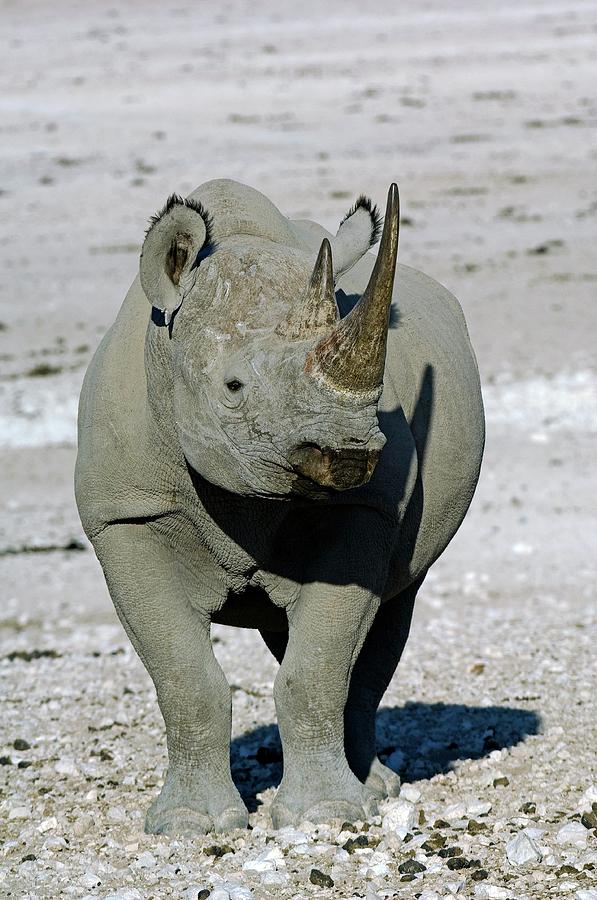 Black Rhino Photograph by Tony Camacho/science Photo Library