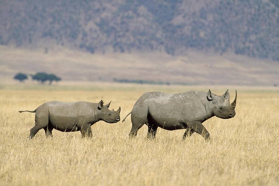 Black Rhinoceros And Calf Ngorongoro Photograph by Konrad Wothe