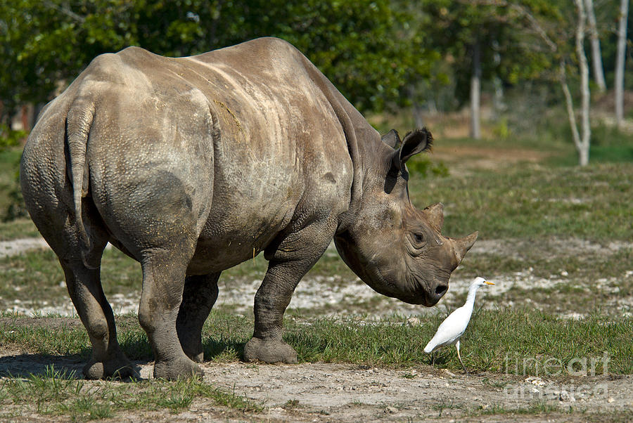 Wildlife Photograph - Black Rhinoceros And Cattle Egret by Mark Newman