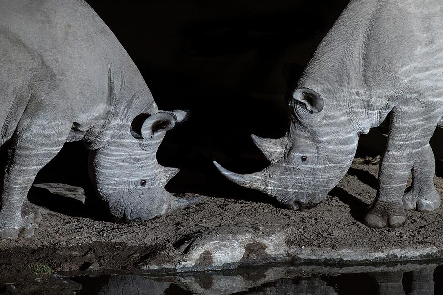 Black Rhinoceros Confrontation Photograph by Tony Camacho/science Photo Library
