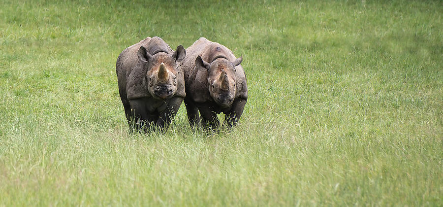 Wildlife Photograph - Black rhinoceros diceros bicornis michaeli in captivity by Matthew Gibson