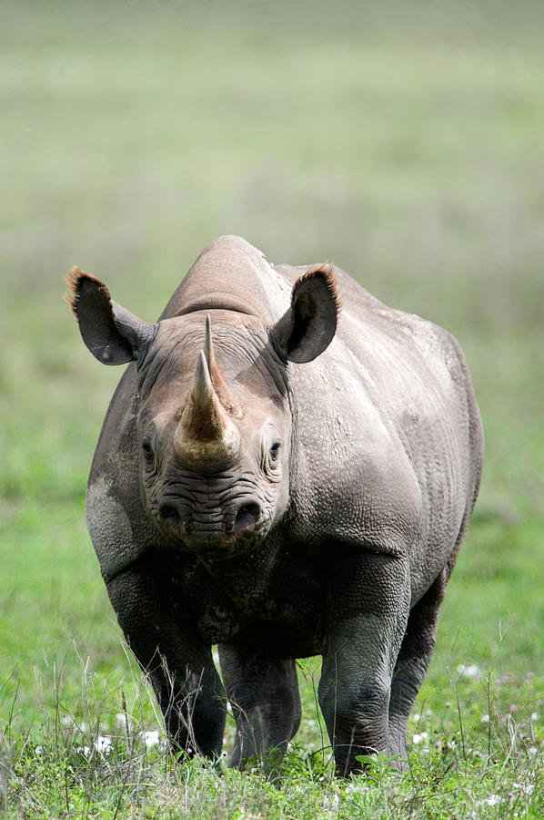 Wildlife Photograph - Black Rhinoceros Diceros Bicornis by Panoramic Images