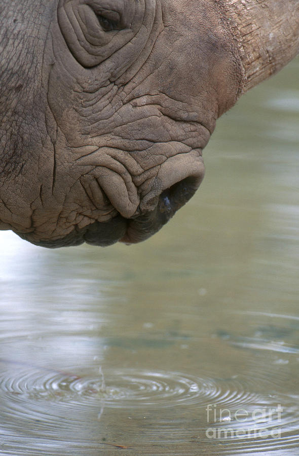 Animal Photograph - Black Rhinoceros Drinking by Art Wolfe