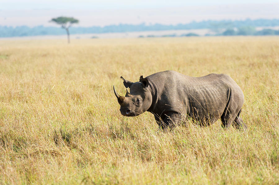 animals zoo african rhinoceros black