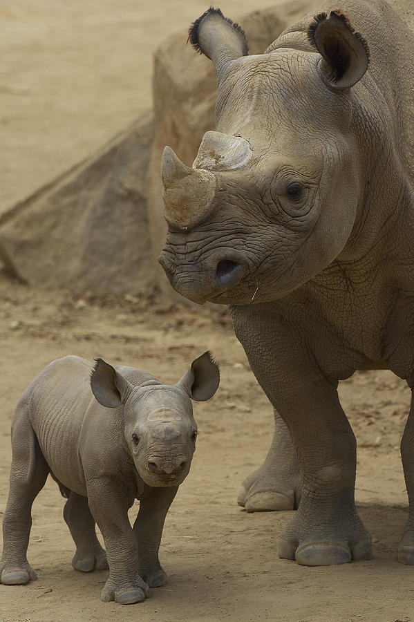 Black Rhinoceros Mother And Calf Photograph by San Diego Zoo