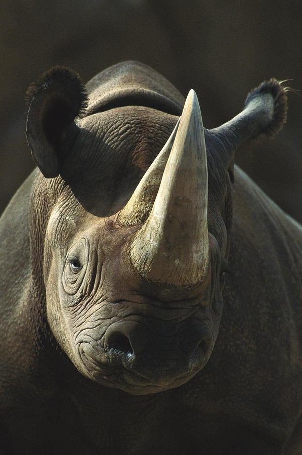 Animal Photograph - Black Rhinoceros Portrait by San Diego Zoo