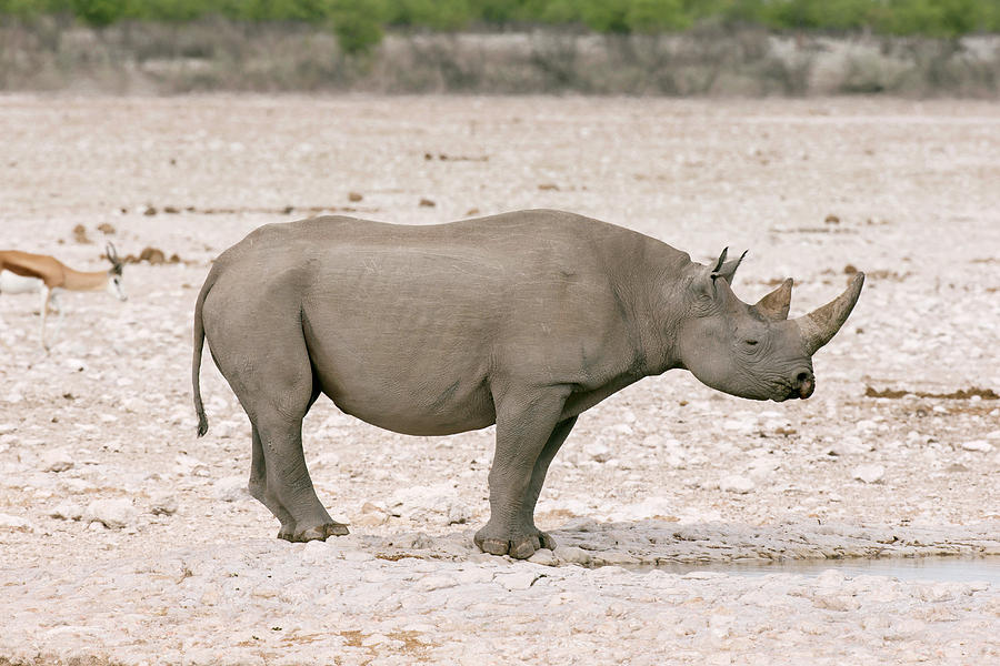 Black Rhinoceros Photograph by Simon Booth