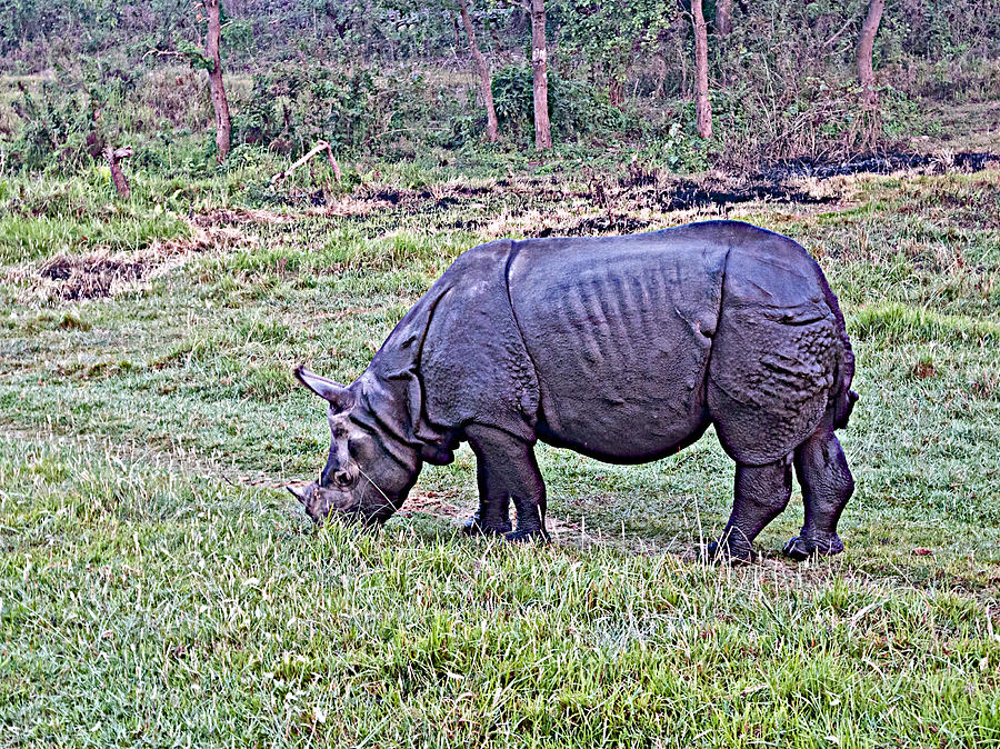 Black Rhinoceros in Chitwan National Park-Nepal- Photograph by Ruth Hager