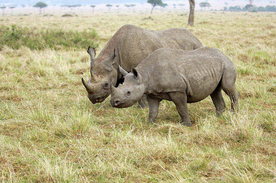 Black Rhinos Photograph by Dr P. Marazzi/science Photo Library