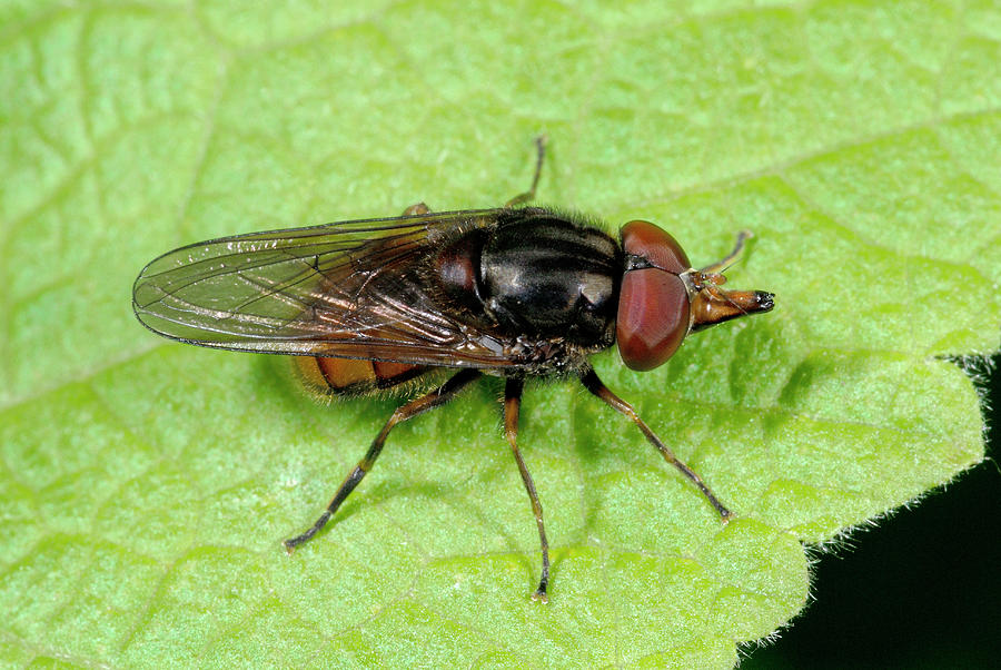 Black-rimmed Snout Hoverfly Photograph by Nigel Downer - Fine Art America