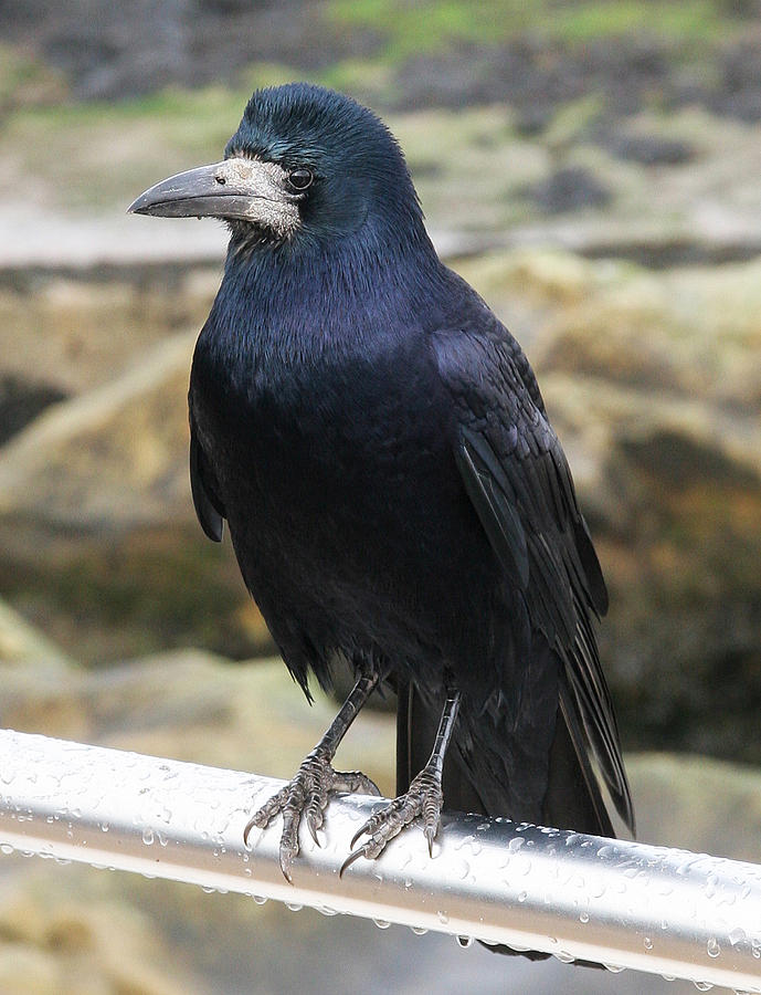 Black Rook Photograph by John Topman - Fine Art America