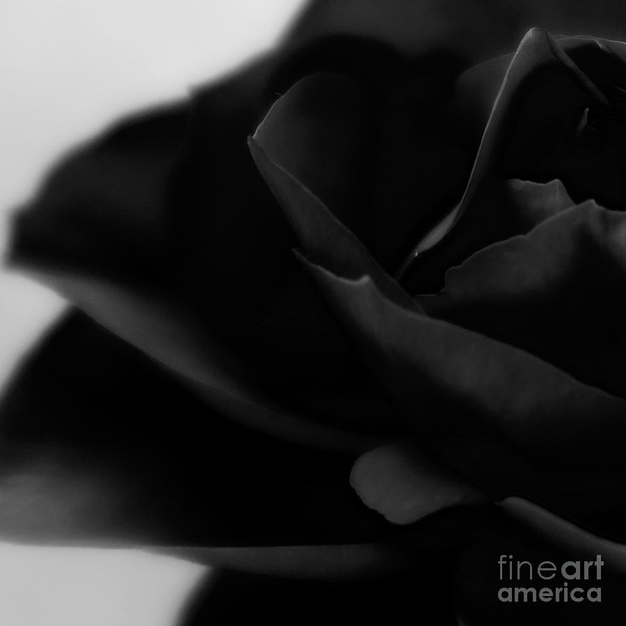 Black Rose Abstract Photograph by Tara  Shalton