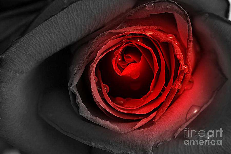 Black Rose Photograph by LR Photography