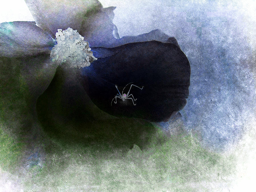 Black Rose and White Spider Photograph by Louise Kumpf