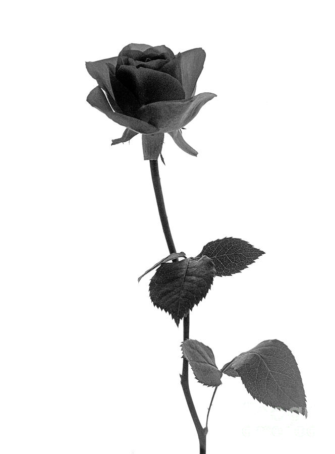 Black And White Photograph - Black Rose by Casper Cammeraat
