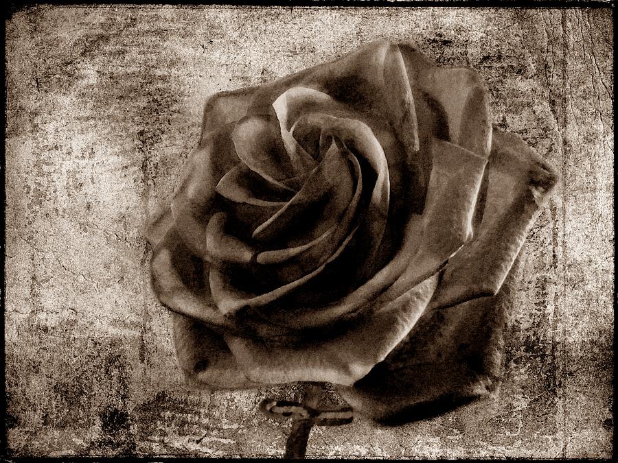 Black Rose Eternal Sepia  Photograph by David Dehner