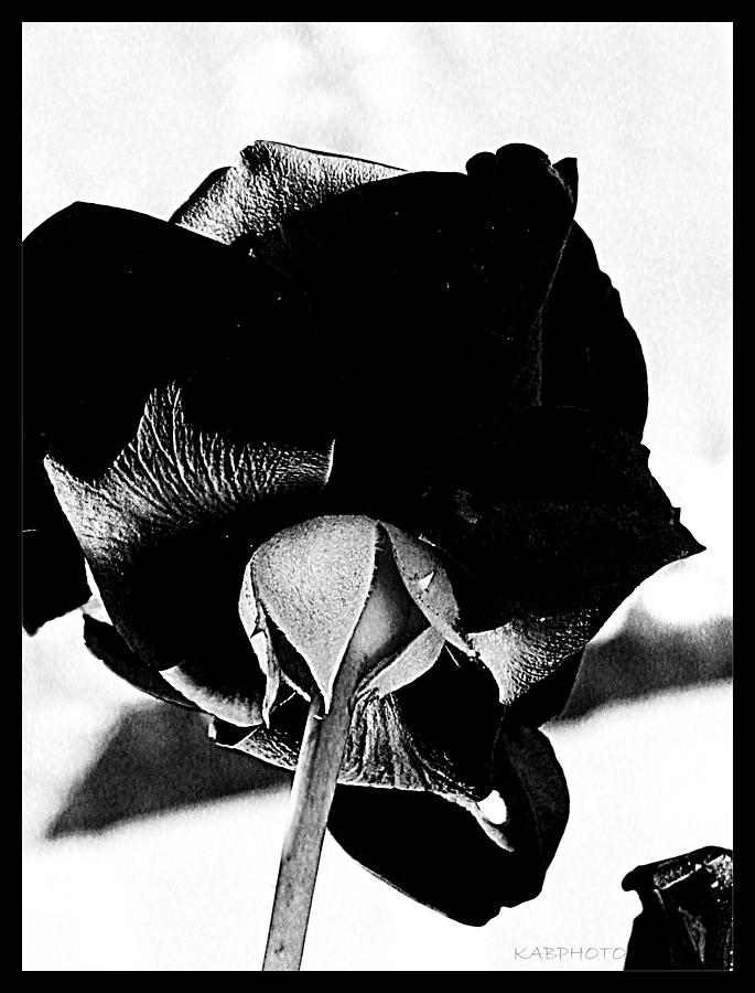 Black Rose Photograph by Kathy Barney