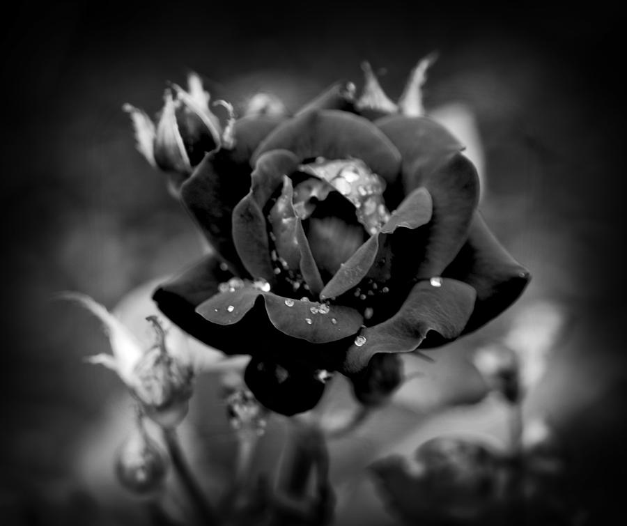 Black Rose Photograph by Mary Timman