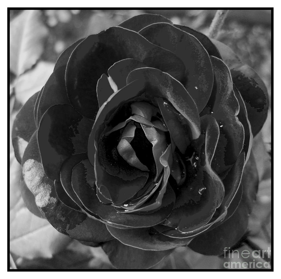 Black Rose Photograph by Nina Ficur Feenan