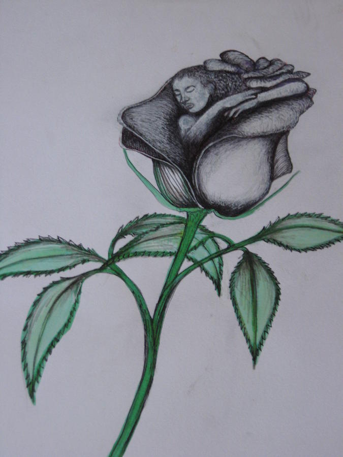 Black Roses Drawing