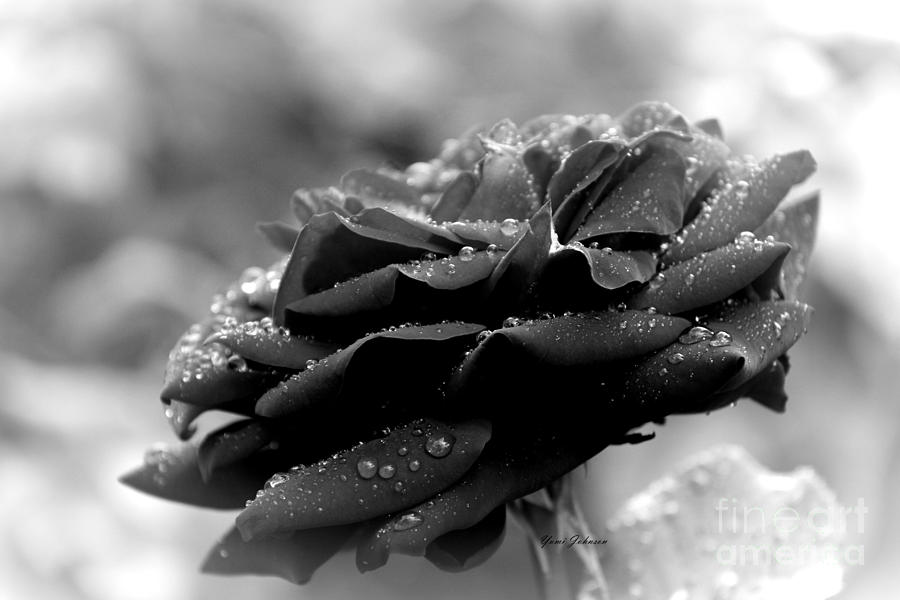 Black Rose with Raindrops Photograph by Yumi Johnson