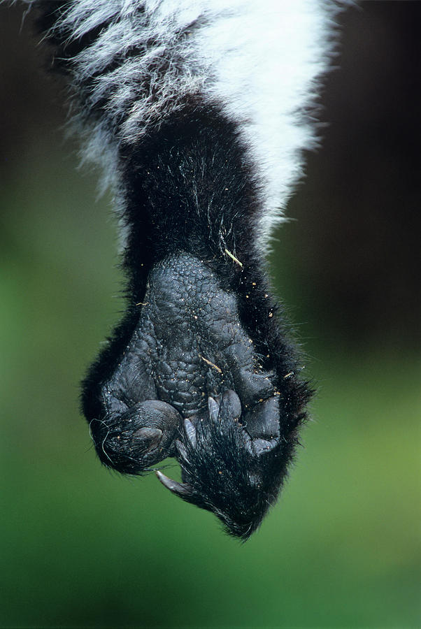 Black Ruffed Lemur's Foot By Science Photo Library