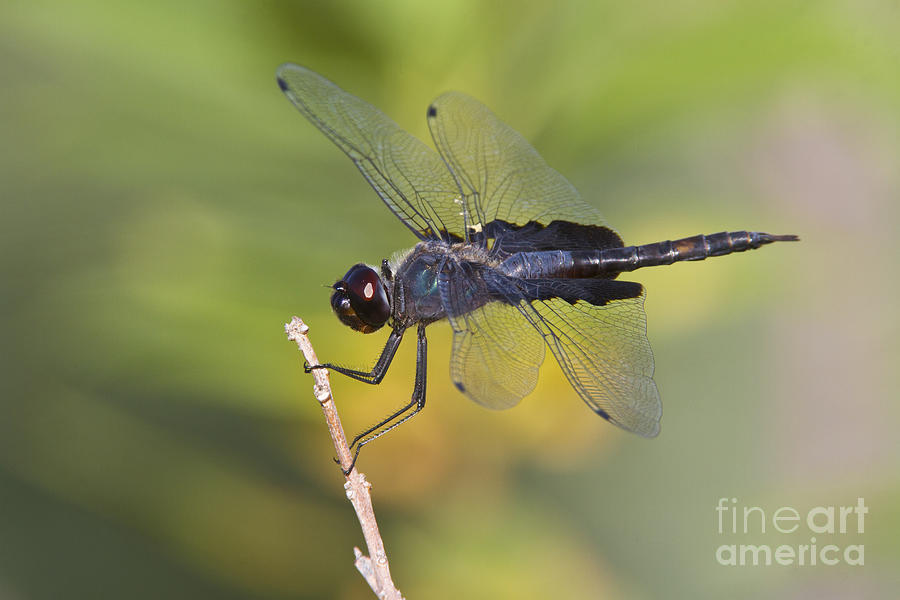Black Saddlebags dragonfly  Photograph by Bryan Keil